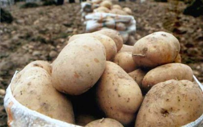 Producătorii de cartofi au probleme serioase: prețul e mic, iar concurența externă e mare