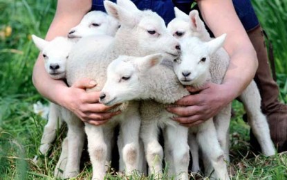 Vom ajunge să mâncăm animale clonate?