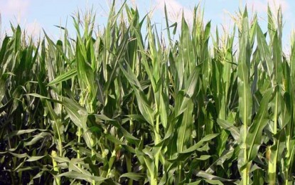 Ungaria distruge culturile de porumb modificat genetic