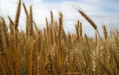 „Producția-record de grâu”, o manipulare îndreptată împotriva micilor producători