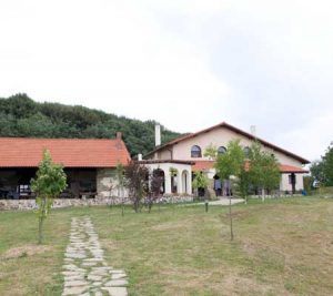 Cai de vis