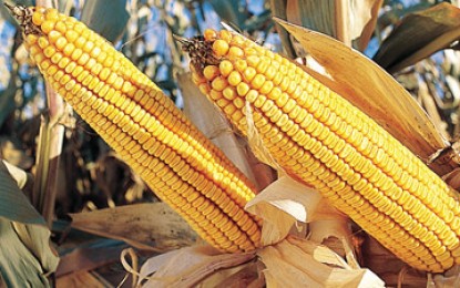 UE îngheață aprobarea culturilor modificate genetic. Dar numai până în 2014