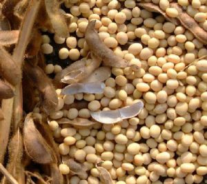 Soia modificata genetic