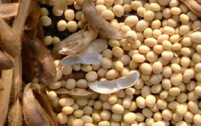 Președintele Romalimenta: importurile de soia modificată genetic trebuie interzise